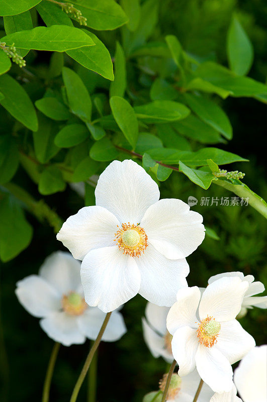 雪莲银莲花(银莲花sylvestris) - 19